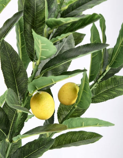 Planta Decorativa "Limonero" Con Maceta De Pvc
