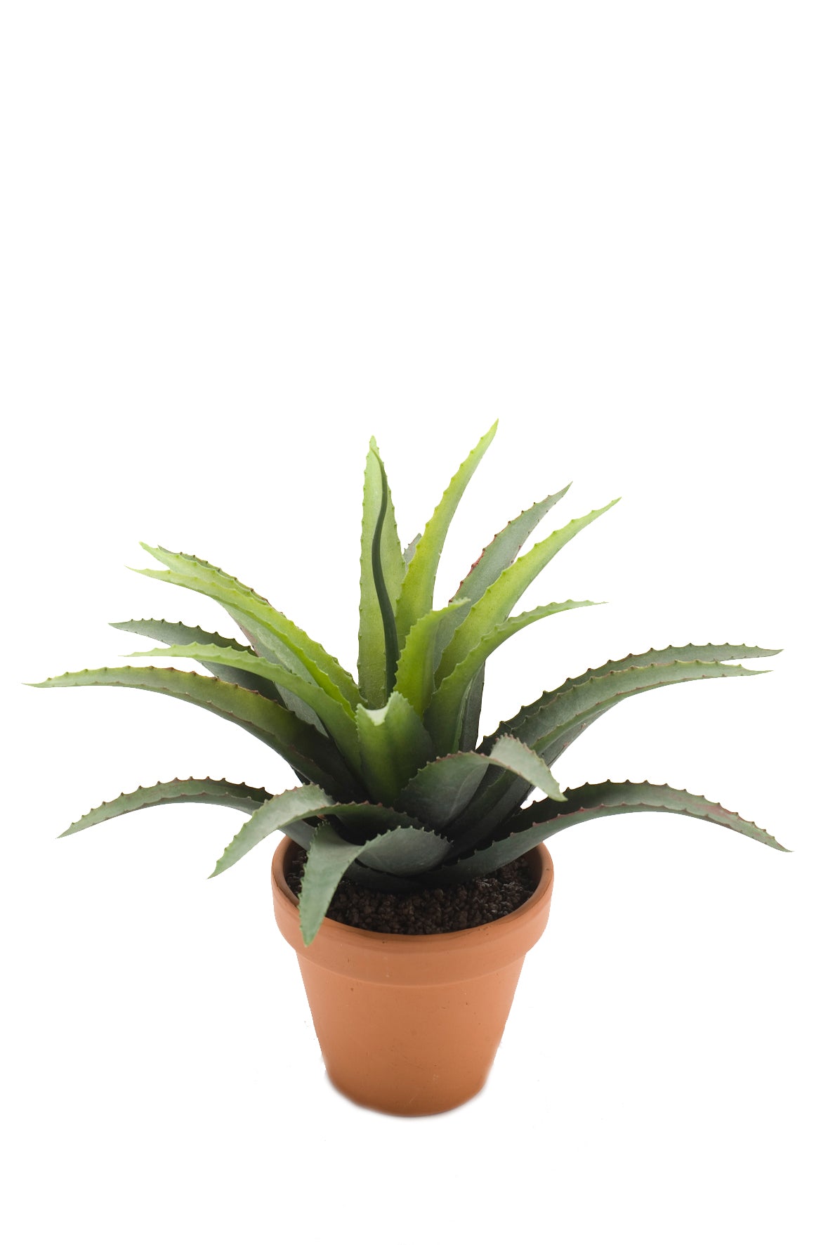 Planta Suculenta (Verde) En Maceta De Cerámica