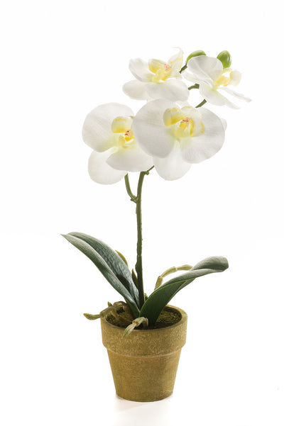 Arreglo Orquídea (Blanco) En Maceta Beige De Plástico