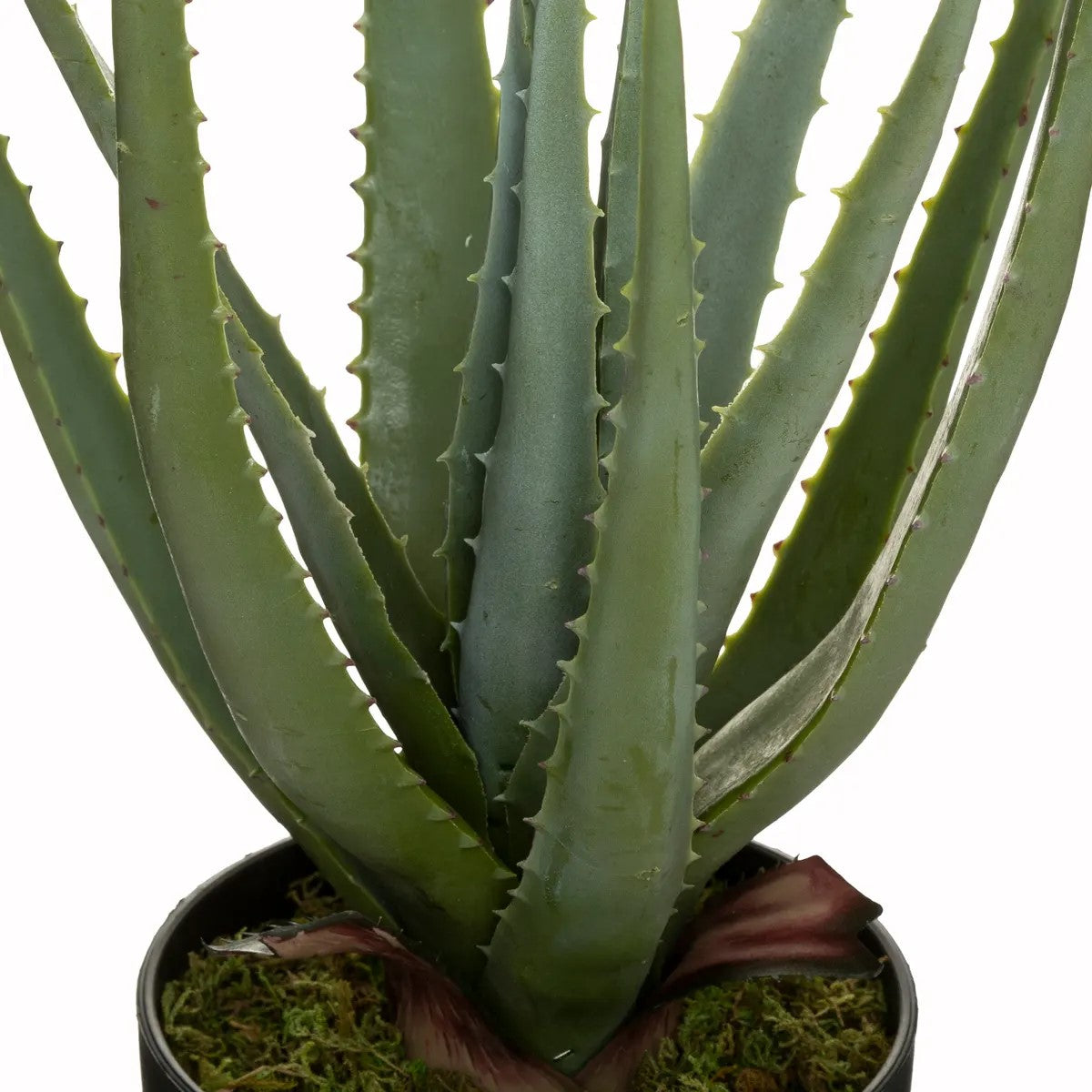 Planta Decorativa (Aloe Vera) Con Maceta (Negro) De Pvc