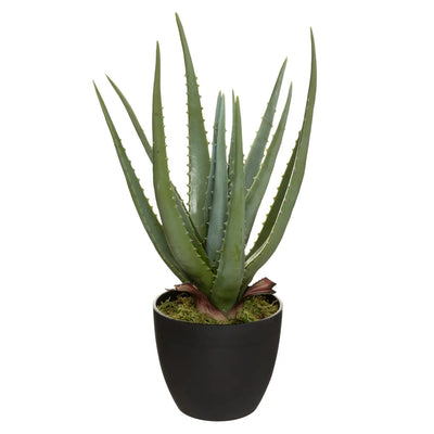 Planta Decorativa (Aloe Vera) Con Maceta (Negro) De Pvc