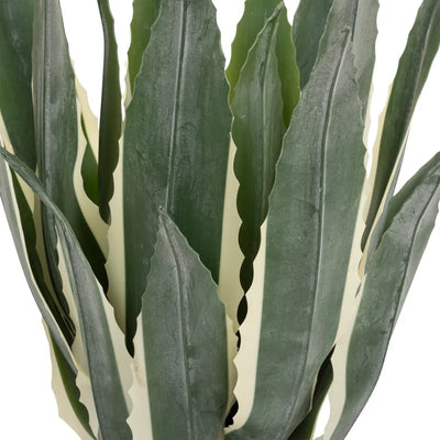 Planta Decorativa (Agave) Con Maceta De Pvc