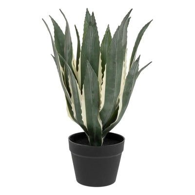 Planta Decorativa (Agave) Con Maceta De Pvc