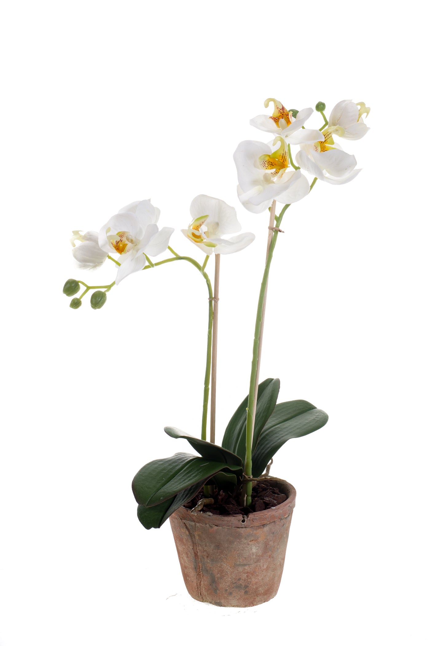 Arreglo Orquídea (Blanco) En Maceta Marrón De Cerámica