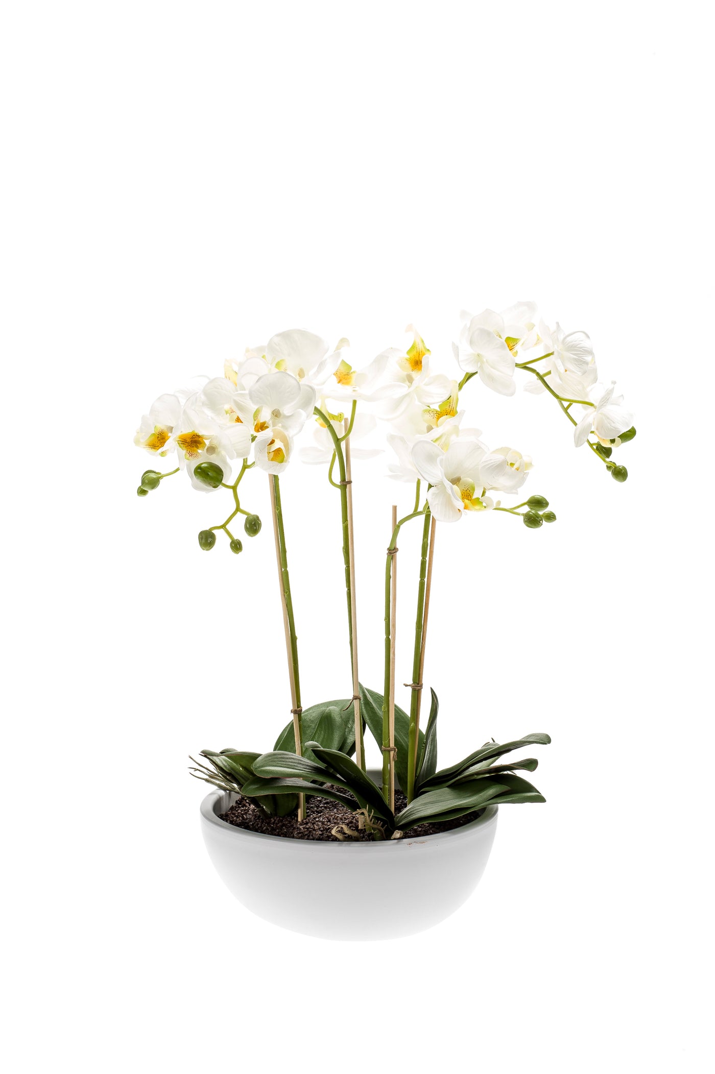 Arreglo Orquídea (Blanco) En Maceta Blanca De Cerámica