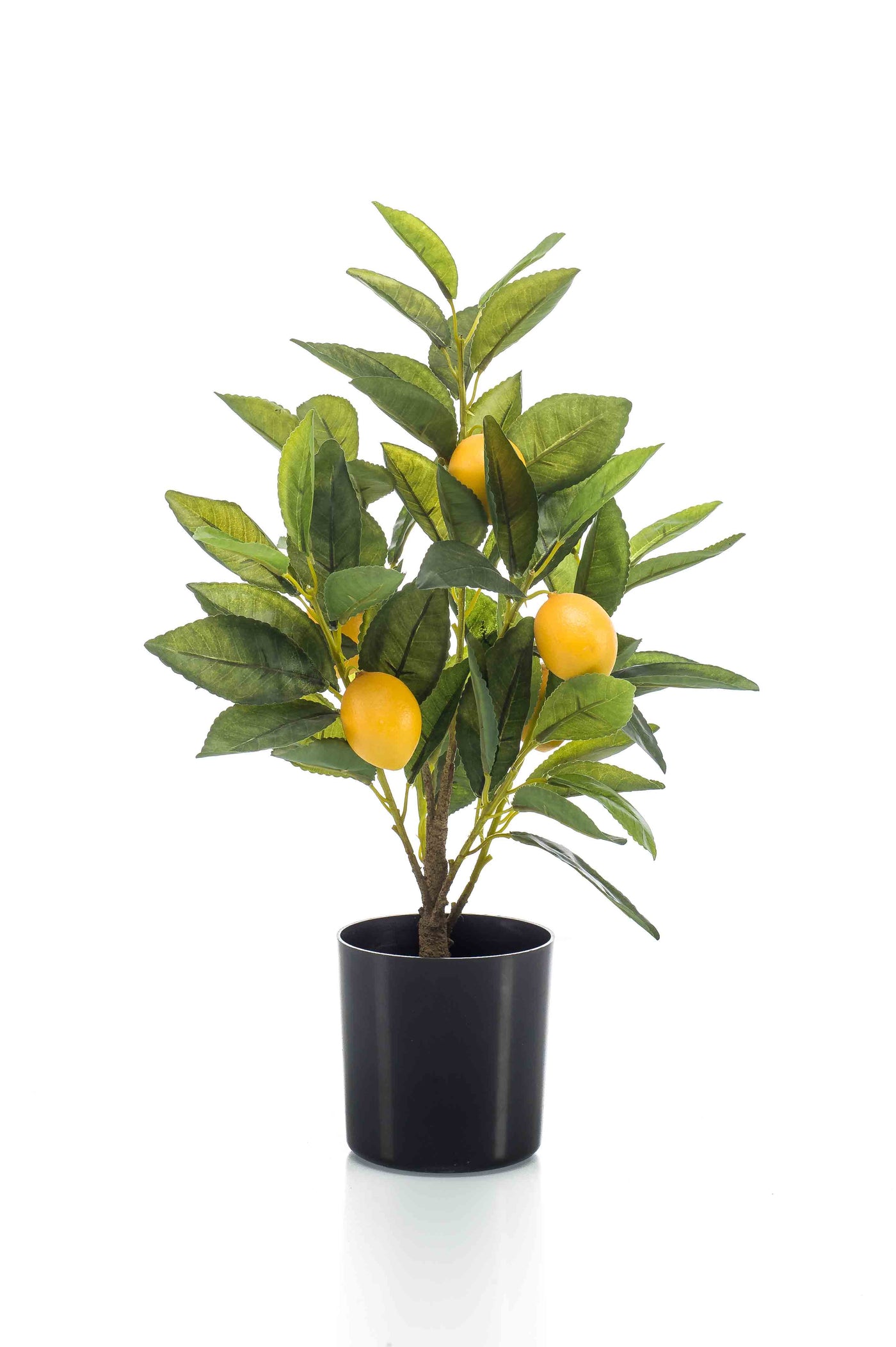 Arreglo Limones En Maceta Negra (Mediano) De Plástico