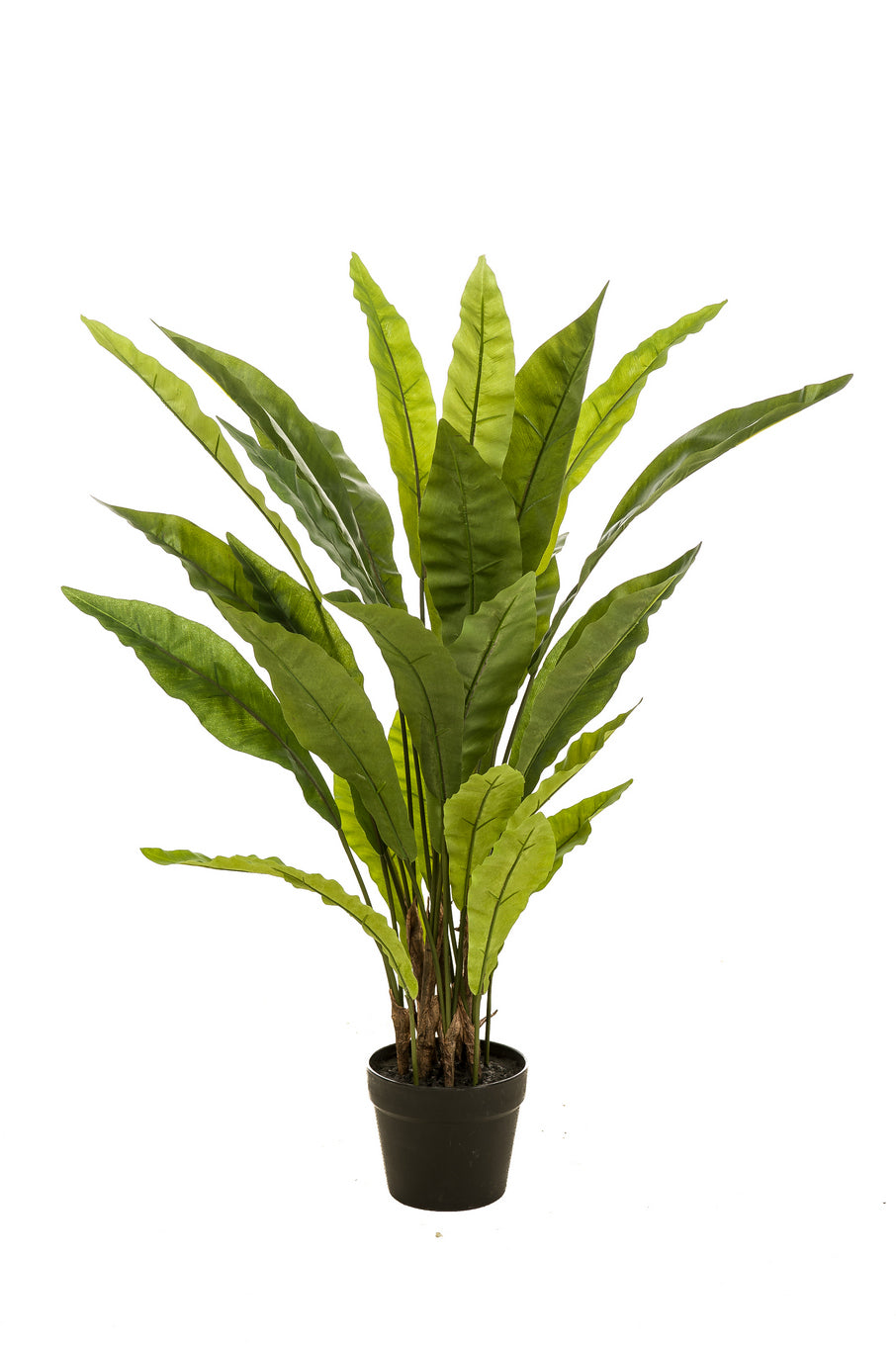 Planta Alta Hojas (Verde) En Maceta Negra De Plástico