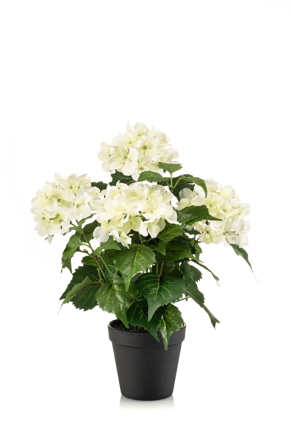 Arreglo Hortensias (Crema) En Maceta Marrón De Plástico
