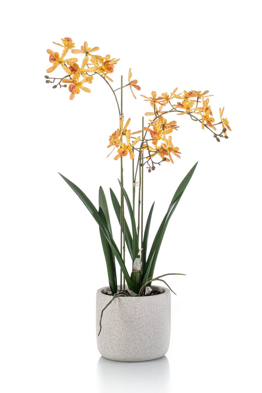 Orquídea (Amarilla) Con Hojas En Maceta Gris De Cerámica