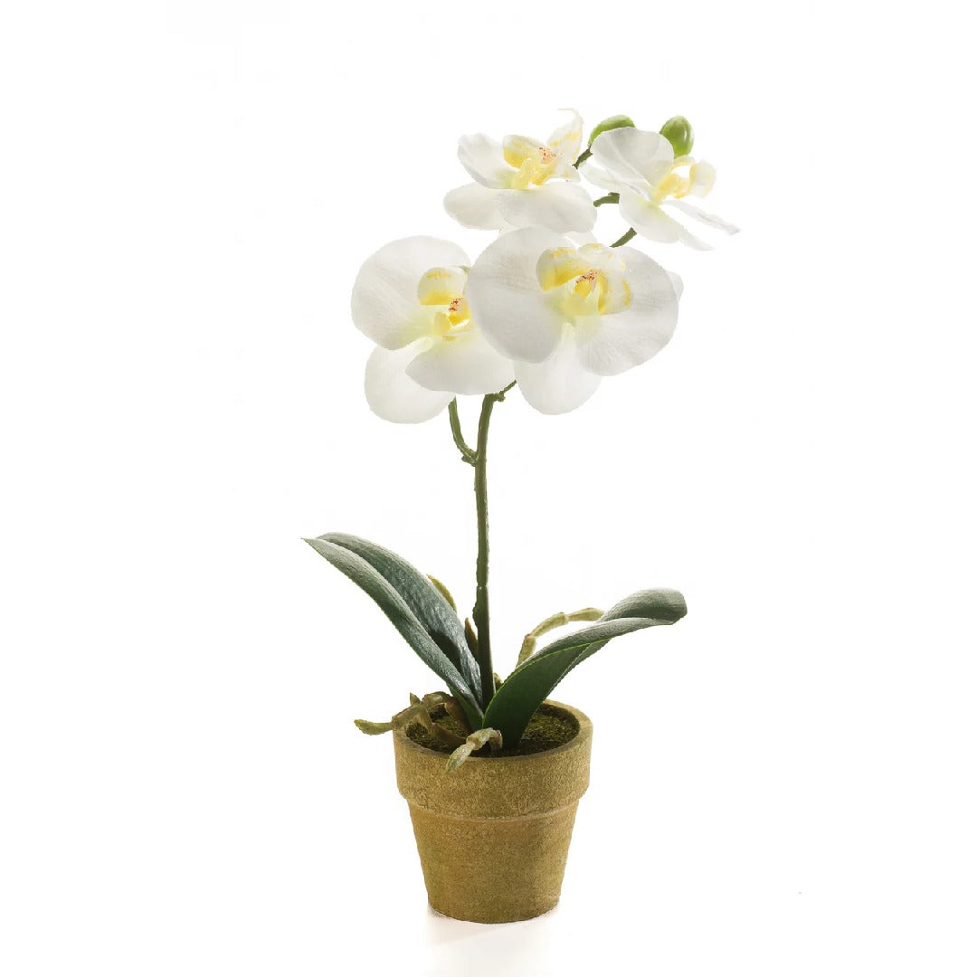 Arreglo Orquídea (Blanco) En Maceta Beige De Plástico