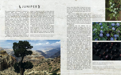 Libro, The Curious Bartender'S Gin Palace De Papel