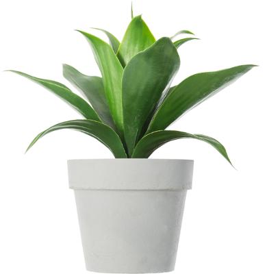 Planta Decorativa (Aloe) Con Maceta Blanca De Plástico
